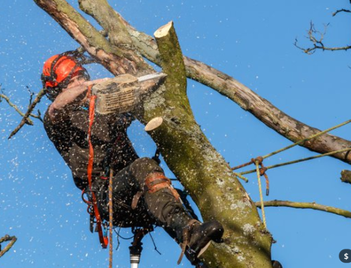 0a529d_tree-reductions-tree-trimming-tree-pruning-tree-cutting-chesterfield-derbyshire- What This FAQ Page Actually Answers