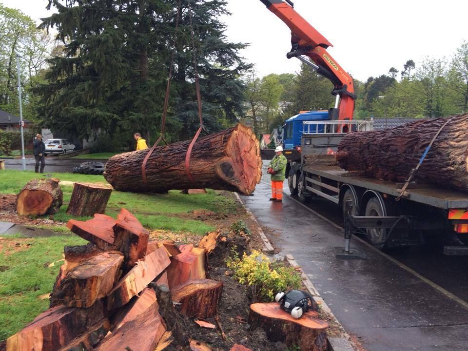 1c7983_CommercialtreeremovalgroundclearancelandclearanceAshbourne-derbyshire-19 Get A Firm Price Before You Commit To Anything