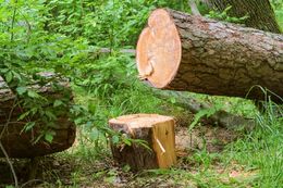 5f0963_tree-felling-tree-removal-sectional-dismantling-emergency-tree-removal-nottingha How we take a tree from βcan I fell this?β to permission in hand